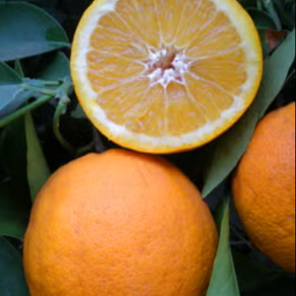 Hamlin Orange