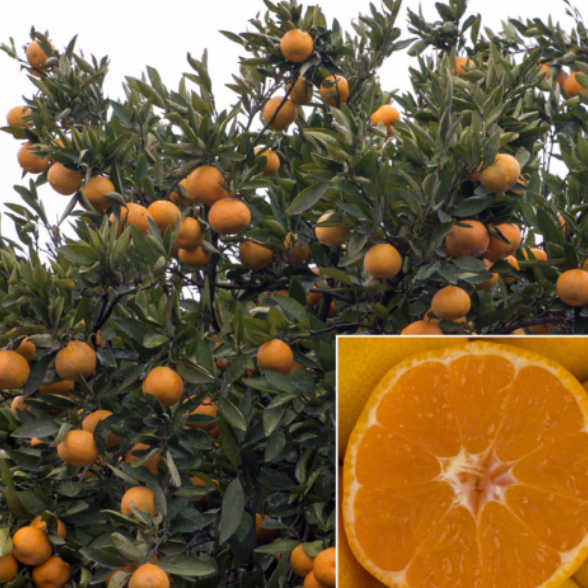 Tangerine Satsuma