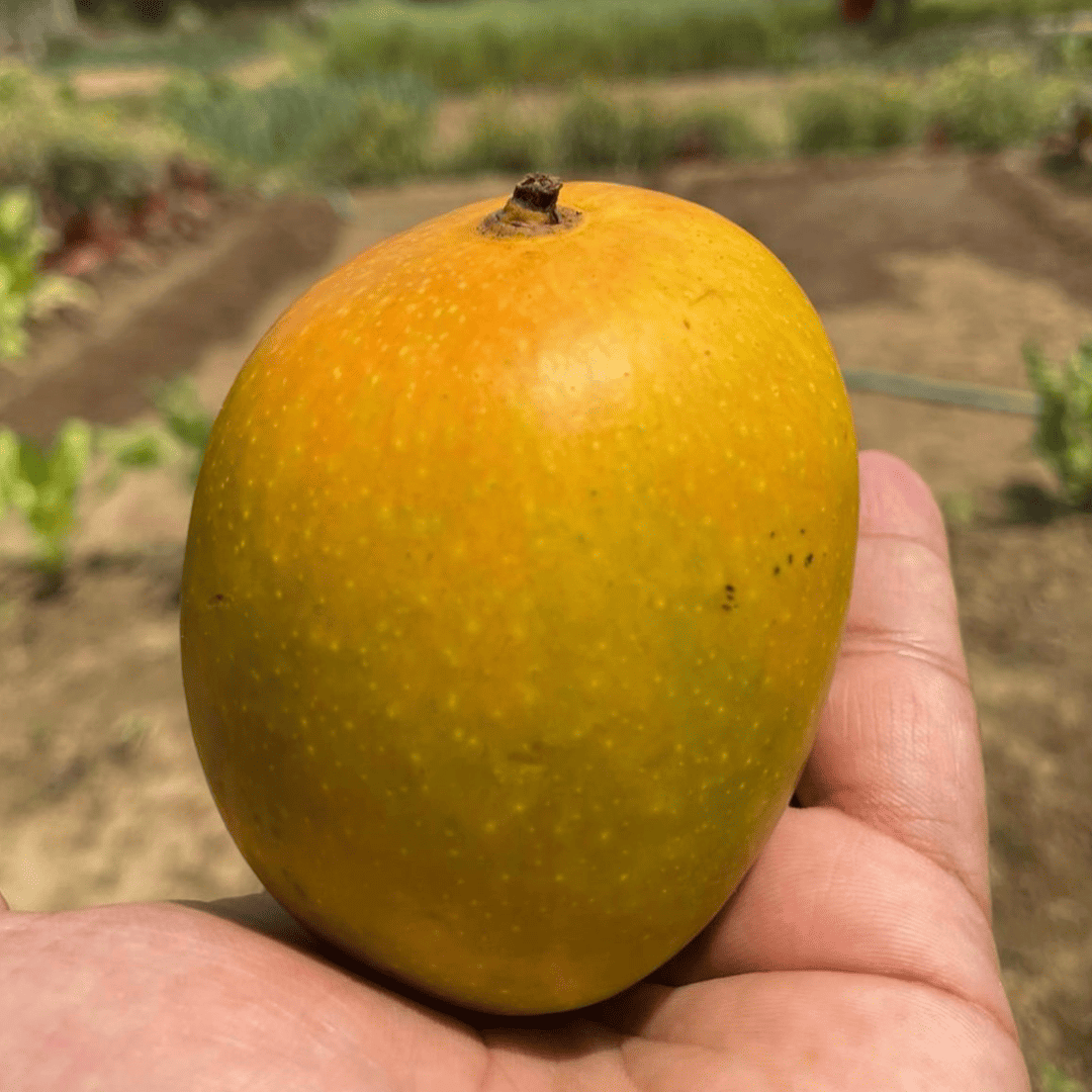 Alphonso