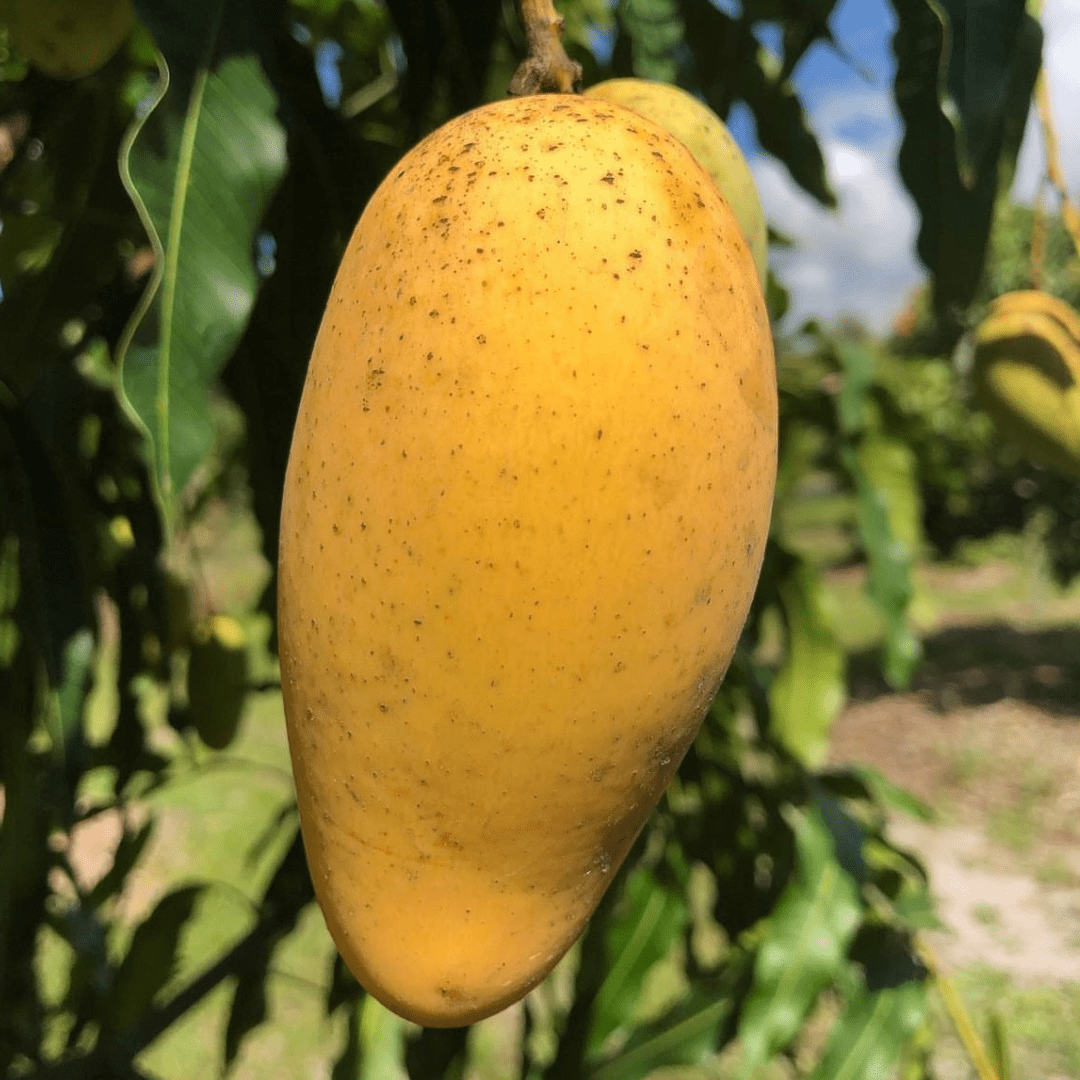 Lemon Meringue