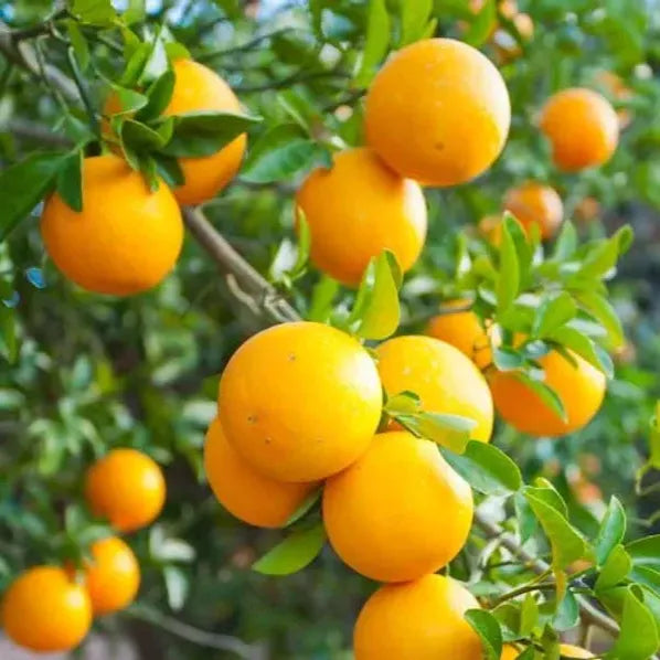 Orange & Lemon Medley (Valencia & Meyer)