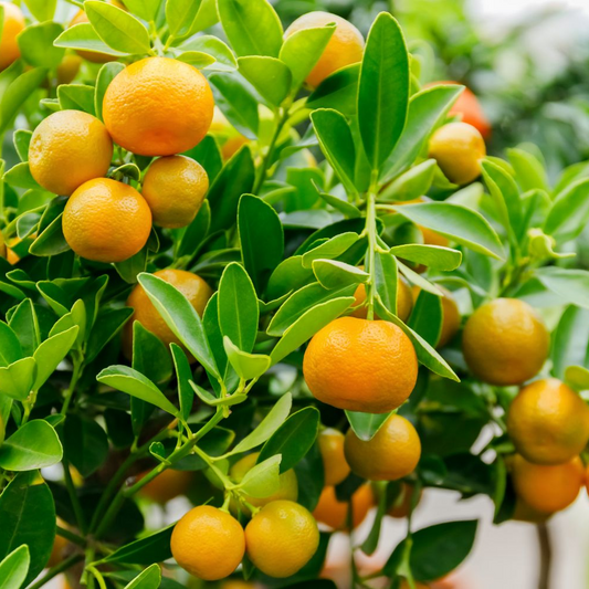 Calamondin Orange