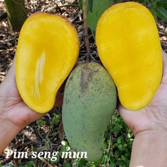 Pim Seng Mum