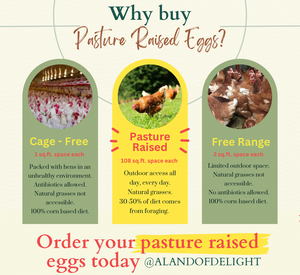 Pasture Raised Eggs: 1/2 Flat or Full Flat (Non-GMO fed) LOCAL PICK UP ONLY