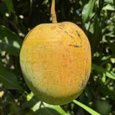 Florigon