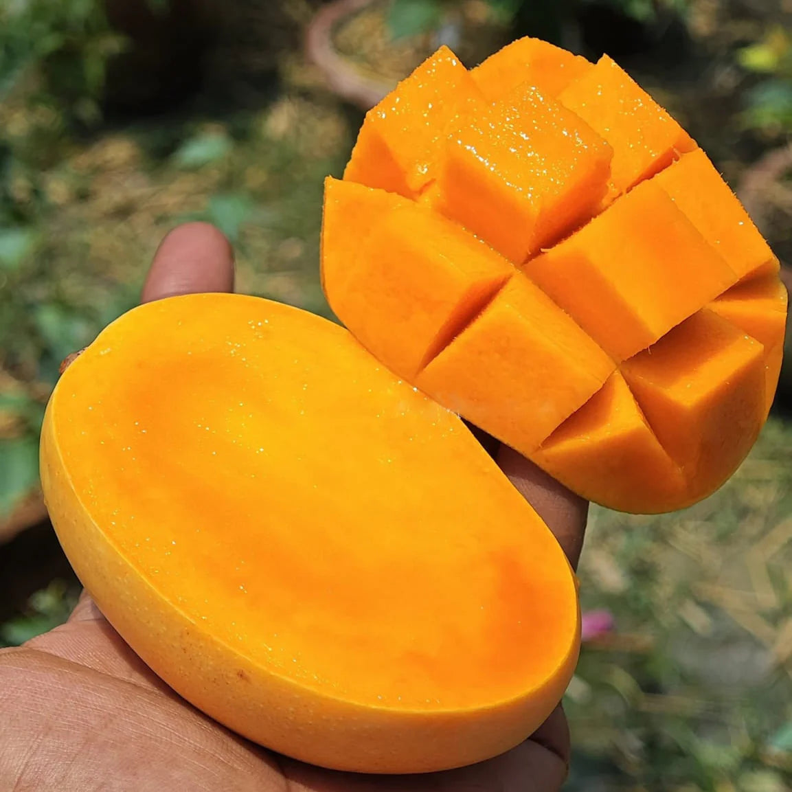 Kesar
