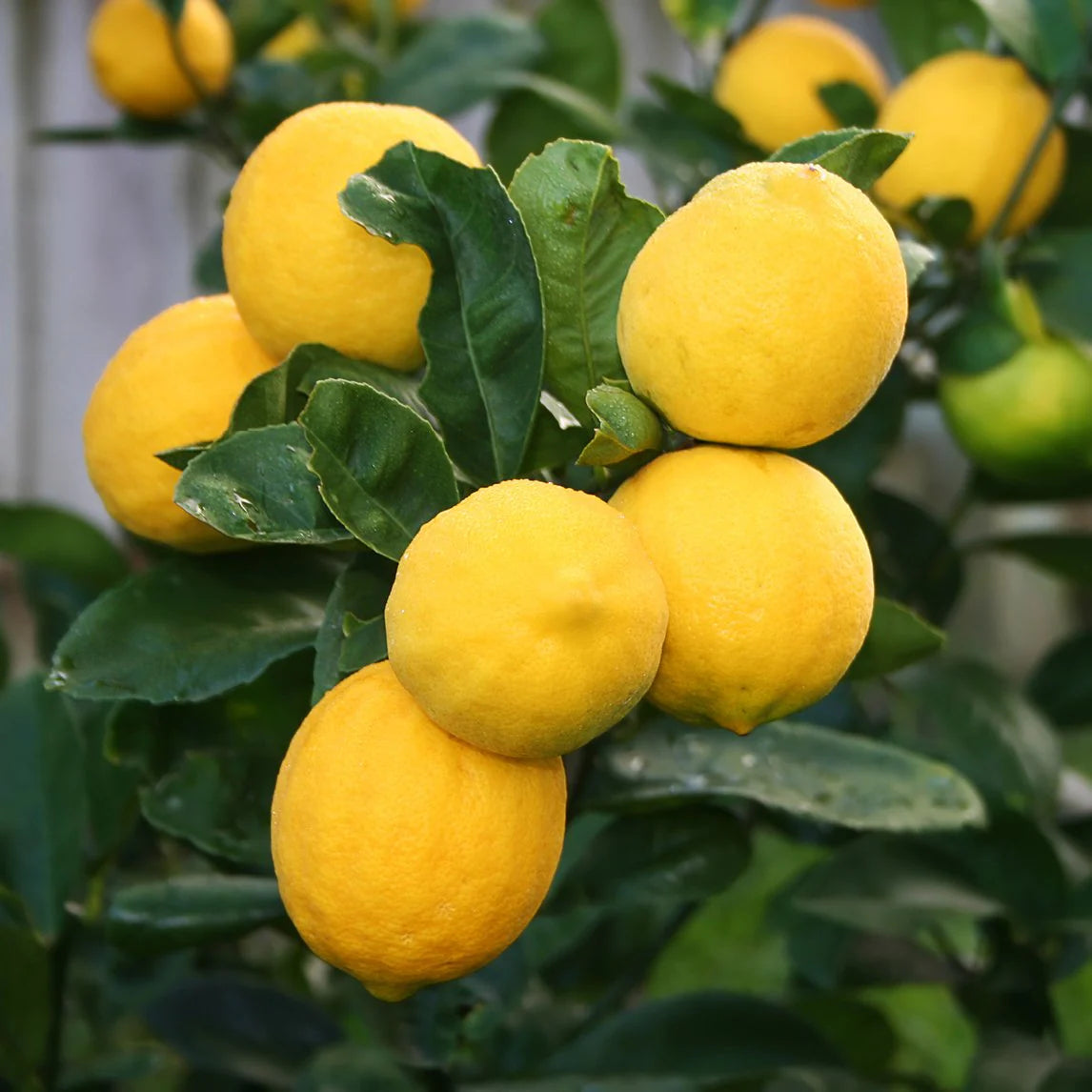 Meyer Lemon