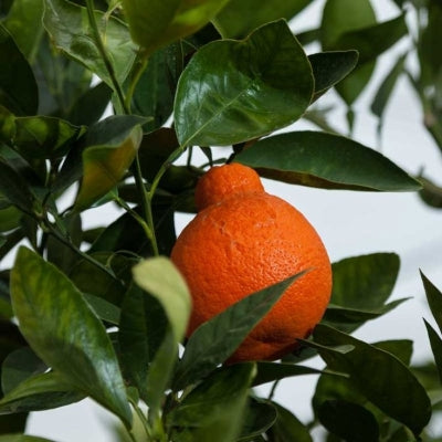 Minneola Tangerine