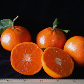 Honey Murcott Tangerine