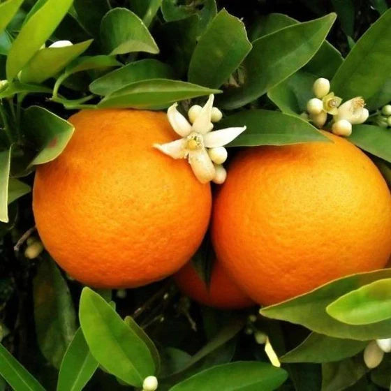 Red Navel Orange
