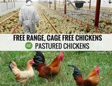 Load image into Gallery viewer, Range free cage free chickens vs Pastured Chickens
