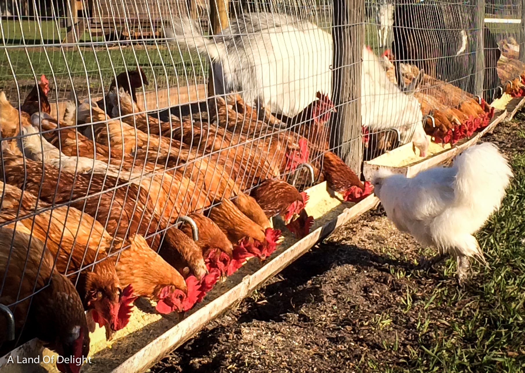 Chickens feeding in open field