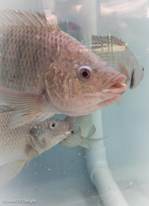 Self Sustainability – A Land Of Delight Natural Farm & Nursery