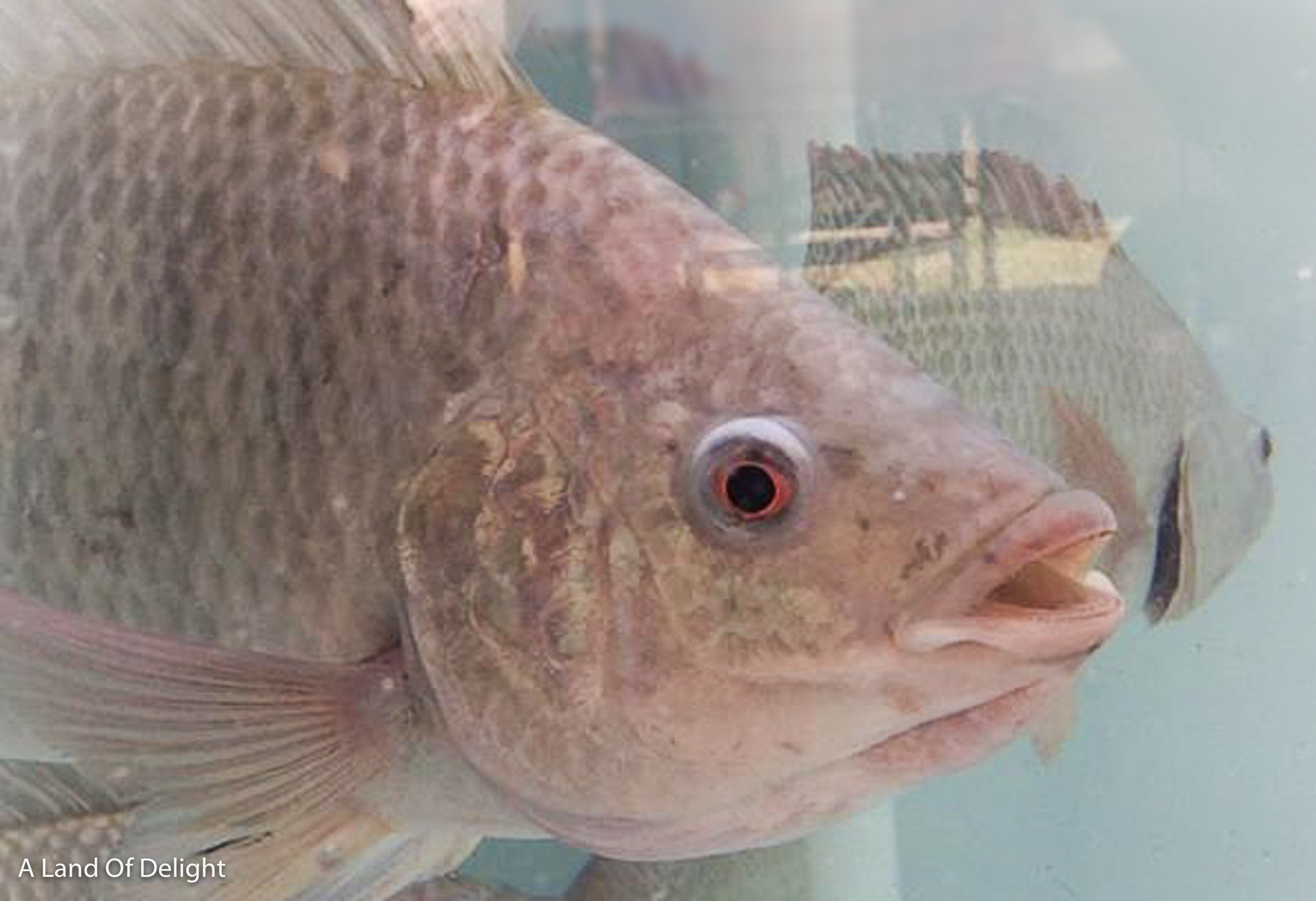Close up of Aquaponics Fish Tank