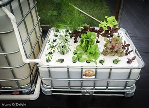 Aquaponics 3-Bed Self Sustaining Garden System with Vegetables growing in it