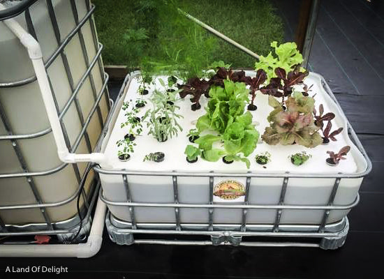 Aquaponics 6-Bed Self Sustaining Garden System with Vegetables growing in it