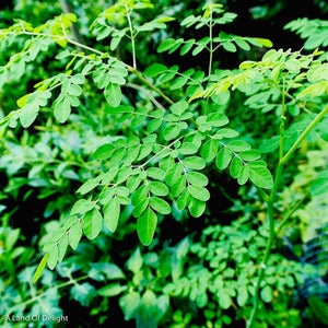 Moringa Starter Tree Branch 