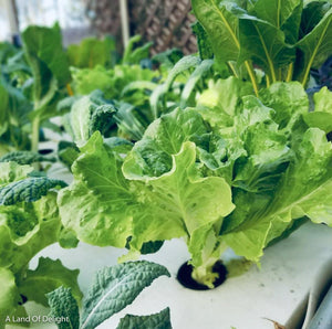 Close up of Home Grown Lettuce in Aquaponics 1-Bed Self Sustaining Garden System Pod