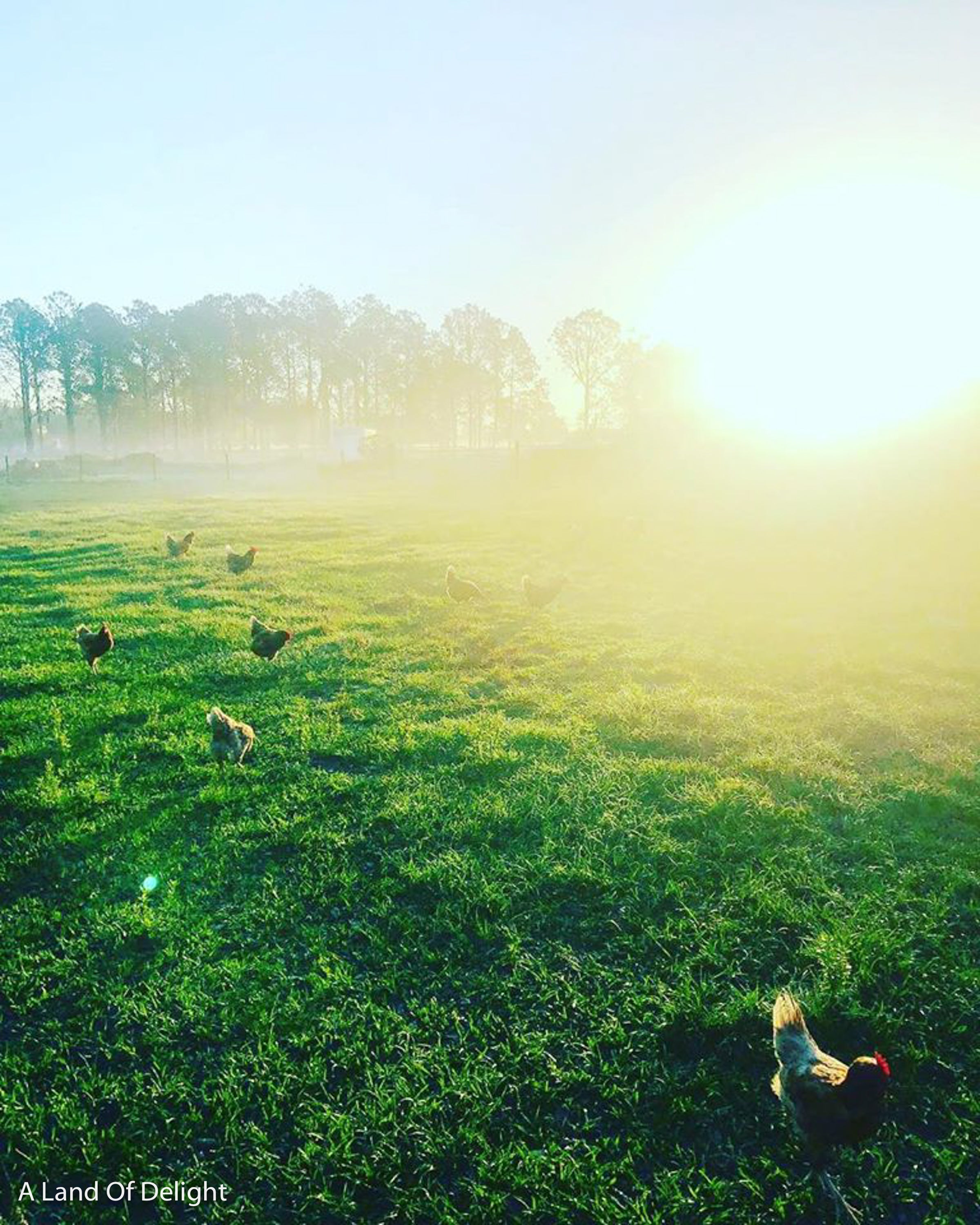 Pasture Raised Chickens in Field 