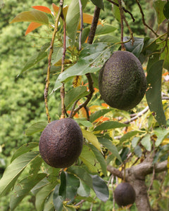 Avocado Trees