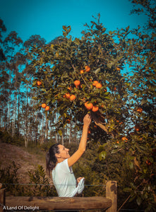 Girl Reaching up to pick Hamlin Oranges from full grown tree