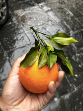 Load image into Gallery viewer, Hand holding Hamlin Orange with Leaves attached 
