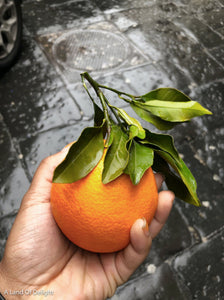 Hand holding Hamlin Orange with Leaves attached 