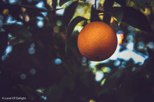 Load image into Gallery viewer, Hamlin Orange on Tree Branch
