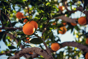 Hamlin Orange Tree Branches with Fruit