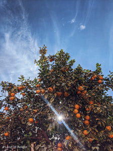 Full Grown Hamlin Orange Tree Top with Sky and Sunshine 