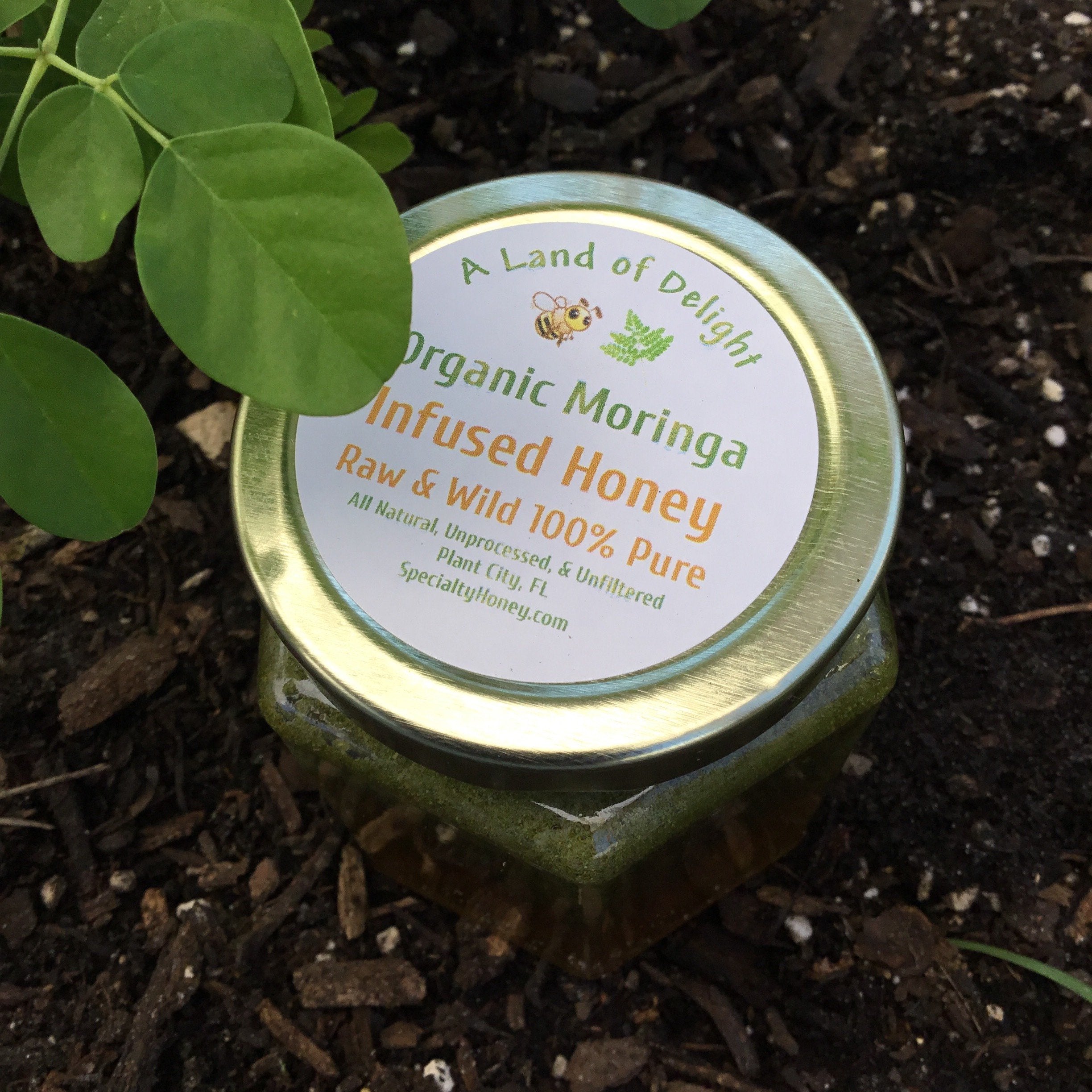 Specialty Gourmet Honey: Organic Moringa Infused Raw Honey - 12oz Jar Sitting Next to Moringa Plant