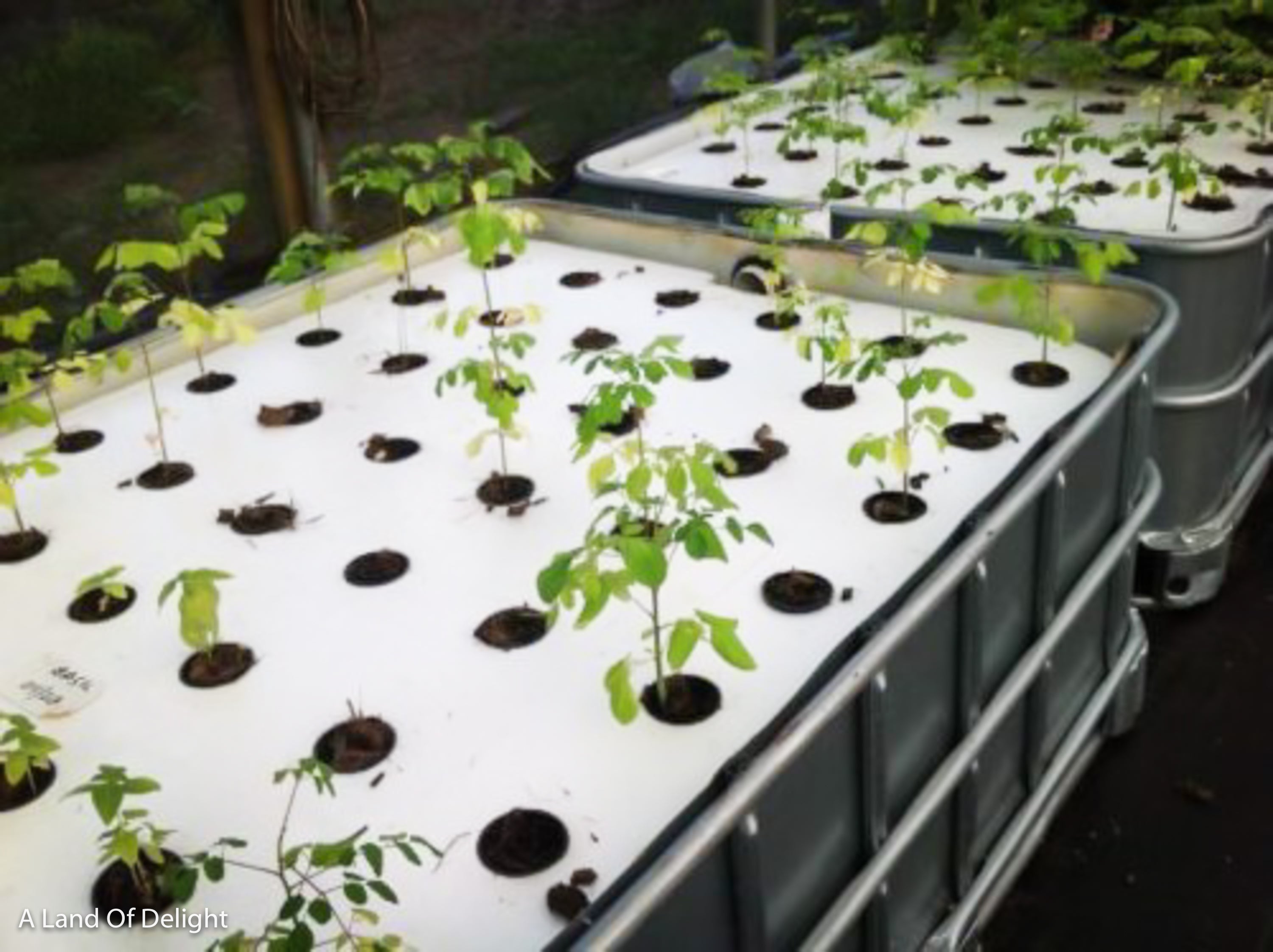 Aquaponics 3-Bed Self Sustaining Garden System with small plants sprouting