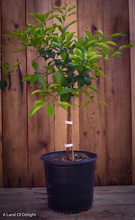 Load image into Gallery viewer, Kaffir/Makrut Lime Tree Sapling 
