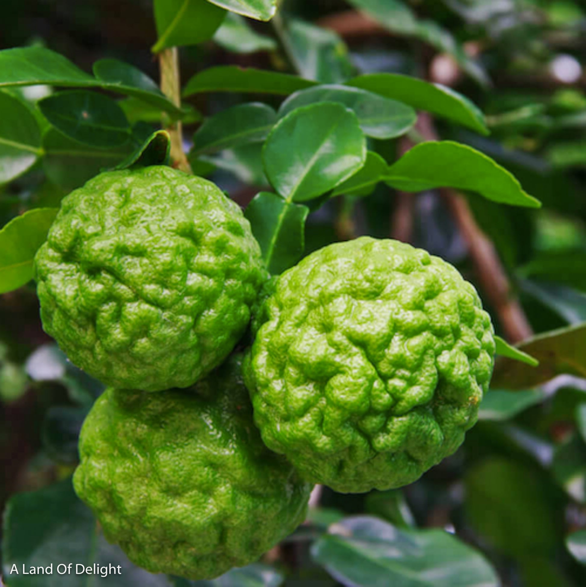 Close up of Kaffir/Makrut Limes on Tree-Branch