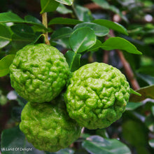 Load image into Gallery viewer, Close up of Kaffir/Makrut Limes on Tree-Branch
