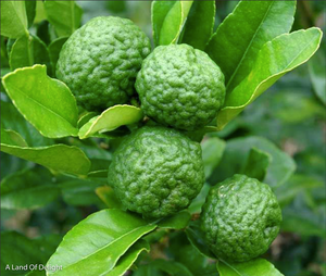 Kaffir/Makrut Limes on Tree Branch