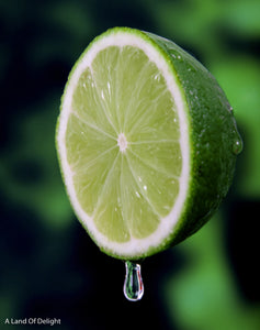 Key Lime Slice