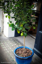 Load image into Gallery viewer, Small Key Lime Tree in Blue Pot
