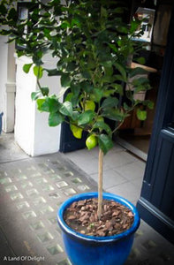 Small Key Lime Tree in Blue Pot