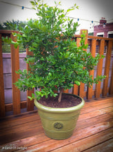 Load image into Gallery viewer, Key Lime Tree in Pot
