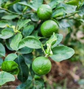 Key Limes on Tree Branch