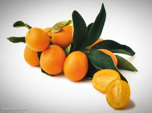 Kumquat Mewia fruit on countertop