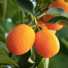 Load image into Gallery viewer, Kumquat Mewia fruit on Tree Branch
