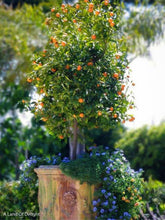 Load image into Gallery viewer, Small Kumquat Mewia Tree in Pot with purple flowers
