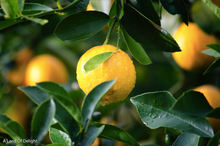 Load image into Gallery viewer, Meyers Lemon&#39;s Growing on Tree Branch
