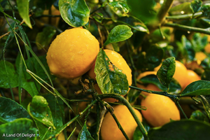 Meyers Lemons on Tree Branch