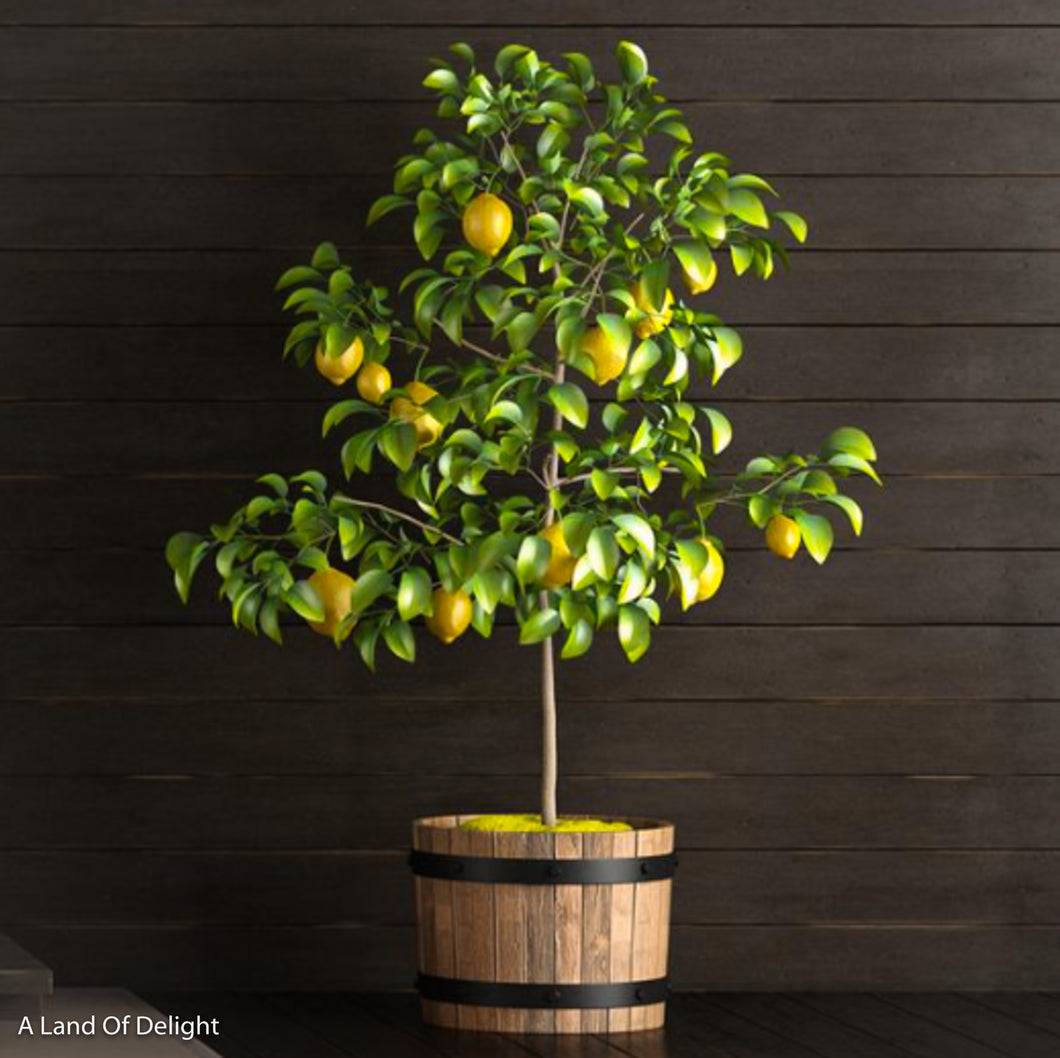Small Meyers Lemon Tree in Pot