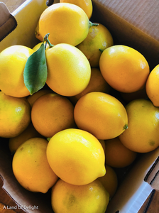 Meyers Lemons in Box