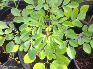 Moringa Starter Tree in Pot(LOCAL PICK-UP ONLY)