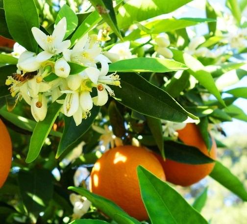Tree with Orange Blossoms and Oranges